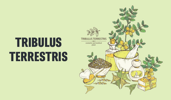 Tribulus Terrestris - 5 Beneficii, Administrare, Efecte Secundare