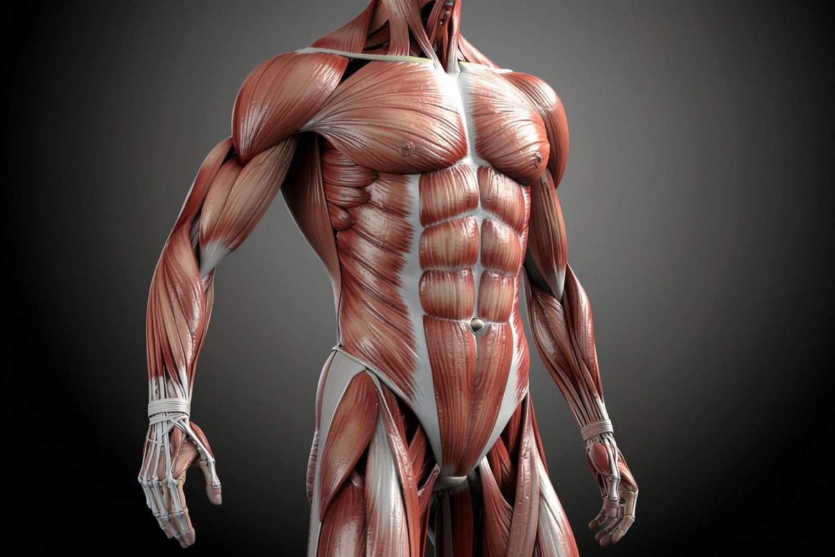 Recompoziție corporală: Ghid complet pentru a pierde grăsime și câștiga masă musculară simultan