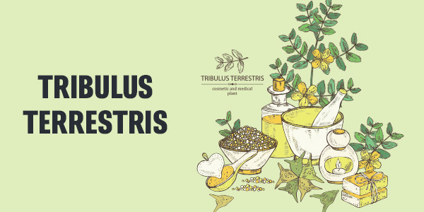 Tribulus Terrestris - 5 Beneficii, Administrare, Efecte Secundare