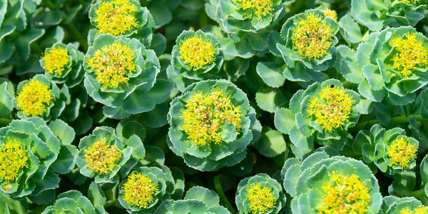 Rhodiola Rosea: Beneficii, mod de administrare