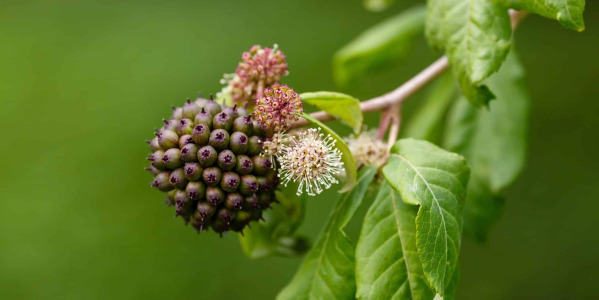 Ginseng Siberian Beneficii și Utilizări pentru Sănătate