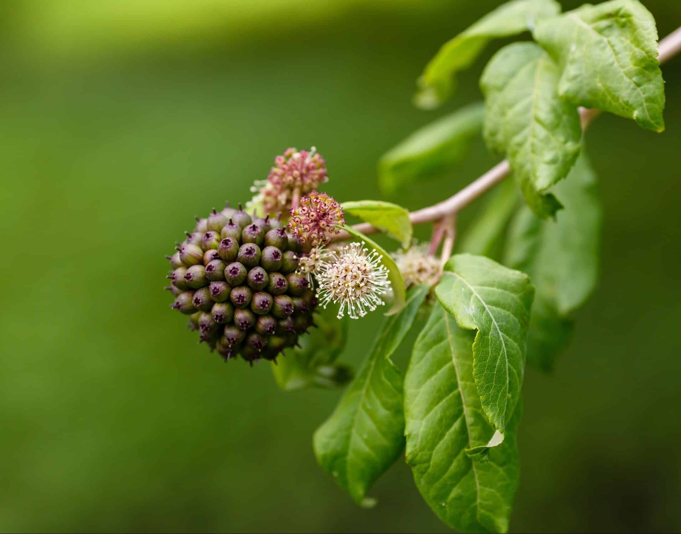 Ginseng Siberian Beneficii și Utilizări pentru Sănătate